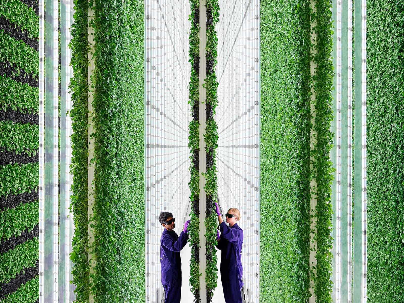 Vertical farm tecnologica con operatori e coltivazioni controllate